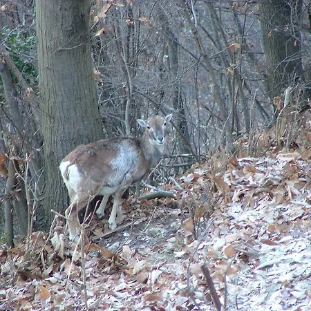 Prázdninový dům Sorriso